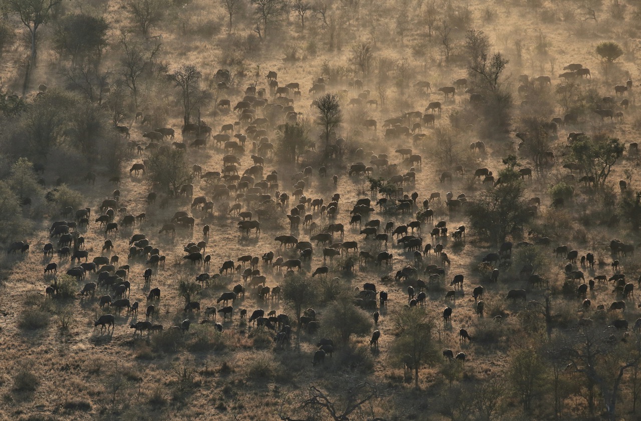 Aerial view of buffalo herd in misty savanna